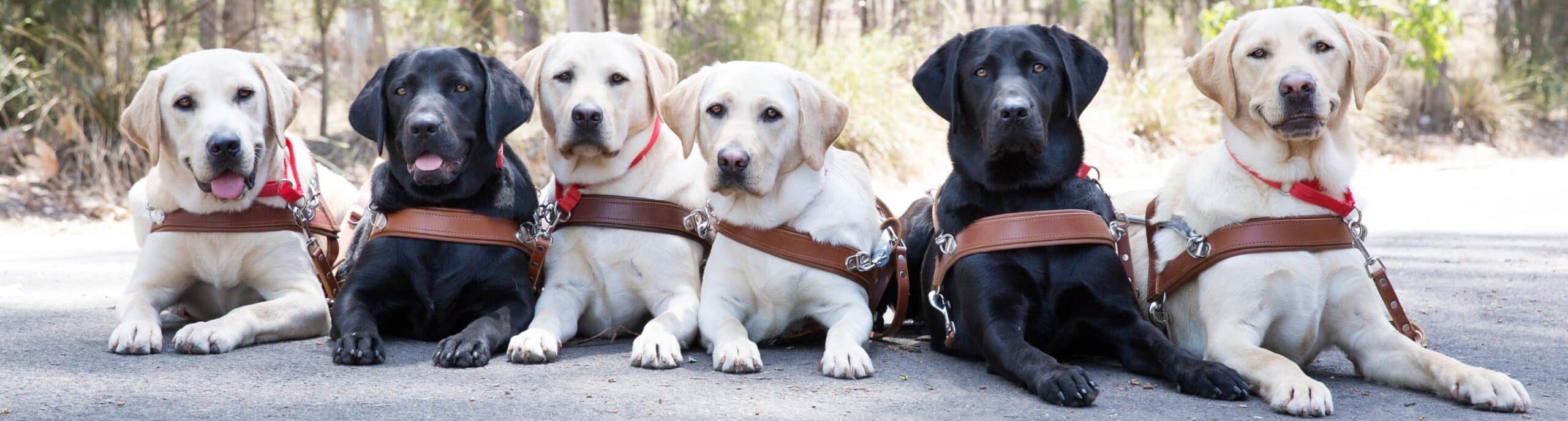 Svetový deň vodiacich psov – 26. apríl