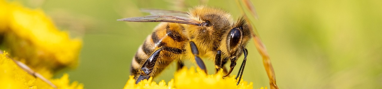 včela obdĺžnik