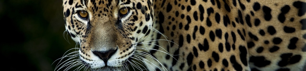 jaguar obldznik