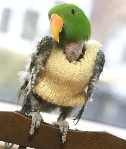 kabátik pre papagája bez peria